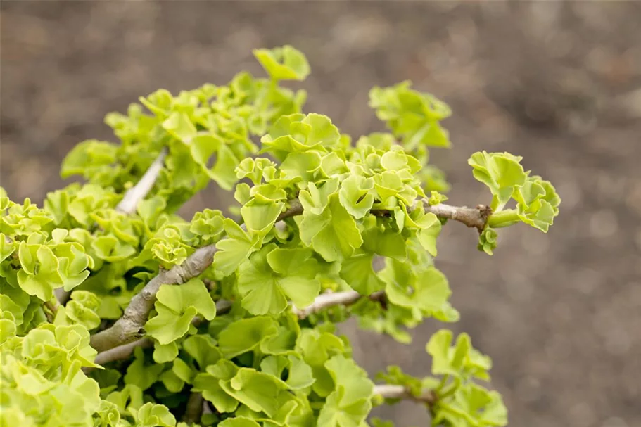 Fächerblattbaum Topfgröße 5 Liter / Höhe 60-80cm