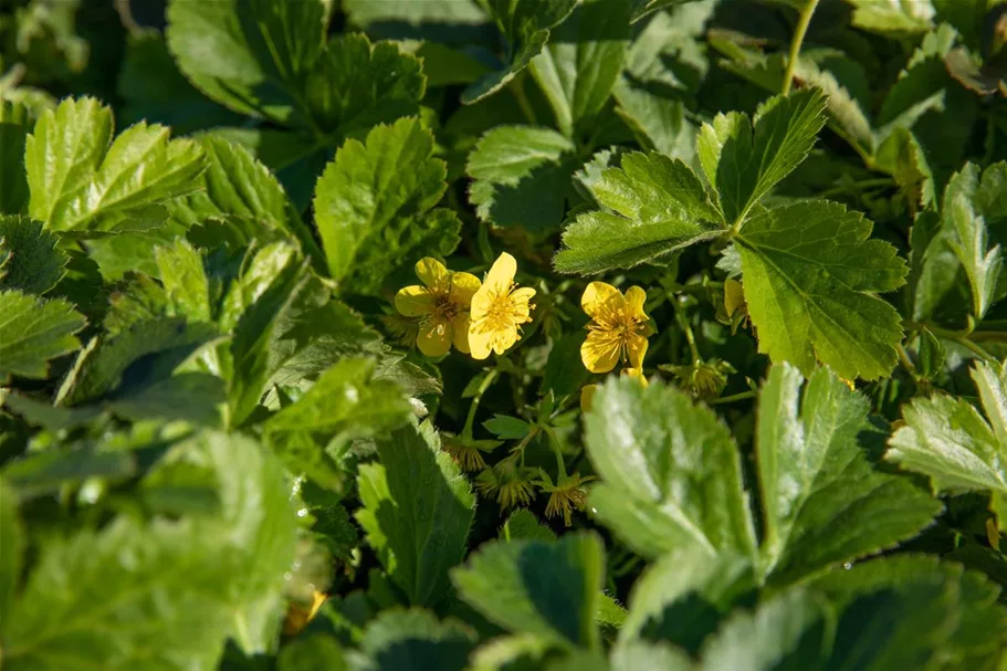 Dreiblättrige Waldsteinie Topfgröße 0,5 Liter Ecktopf / 6er-Set