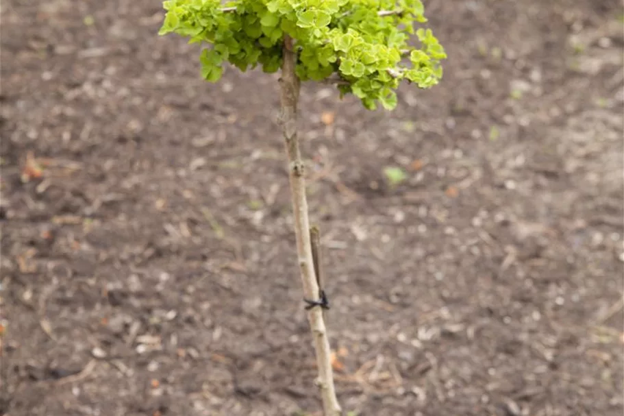 Fächerblattbaum Topfgröße 5 Liter / Höhe 60-80cm