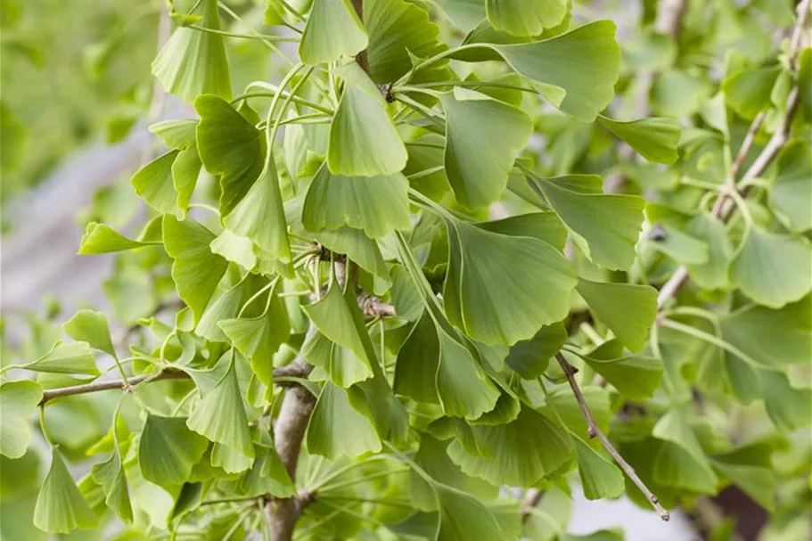 Fächerblattbaum Topfgröße 5 Liter / Höhe 60-80cm