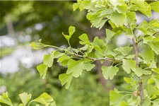 Fächerblattbaum Topfgröße 5 Liter / Höhe 60-80cm