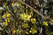 Echter Winter-Jasmin Topfgröße 2 Liter Vierecktopf / 3 Stäbe