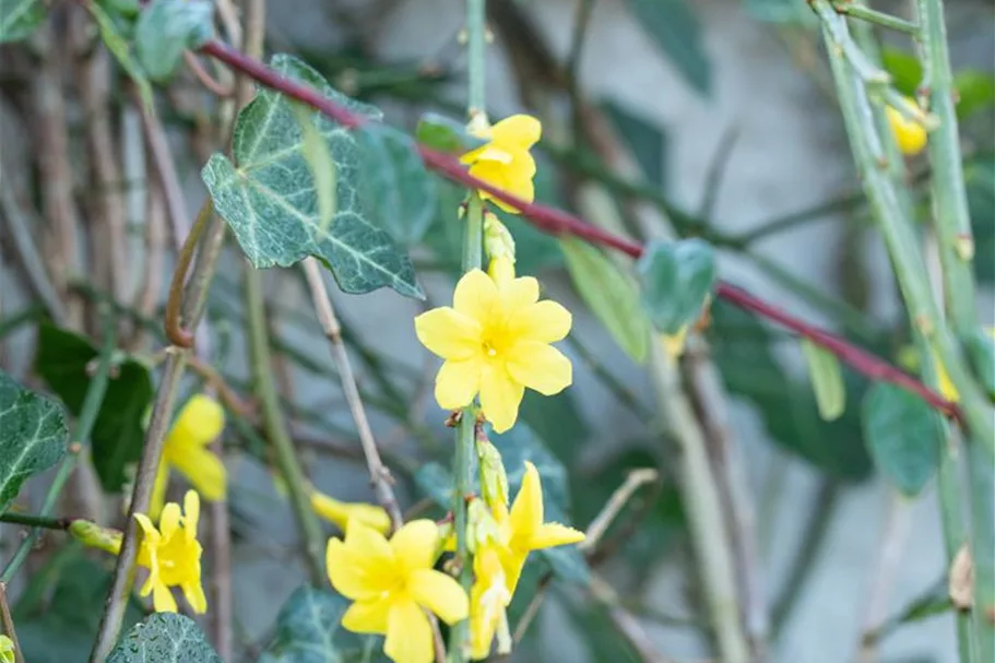 Echter Winter-Jasmin Topfgröße 2 Liter Vierecktopf / 3 Stäbe