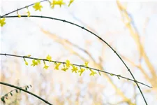 Echter Winter-Jasmin Topfgröße 2 Liter Vierecktopf / 3 Stäbe