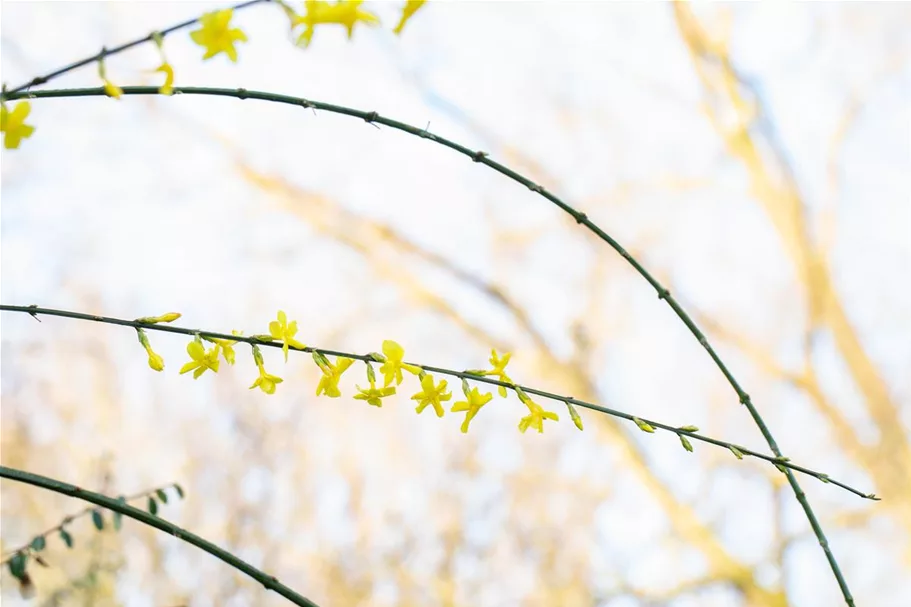 Echter Winter-Jasmin Topfgröße 2 Liter Vierecktopf / 3 Stäbe