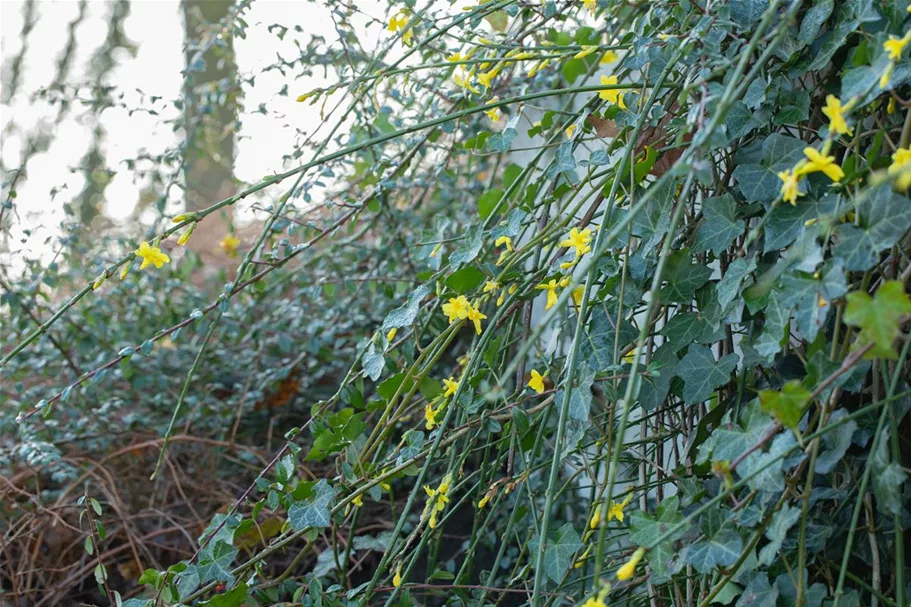 Echter Winter-Jasmin Topfgröße 2 Liter Vierecktopf / 3 Stäbe