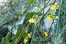 Echter Winter-Jasmin Topfgröße 2 Liter Vierecktopf / 3 Stäbe