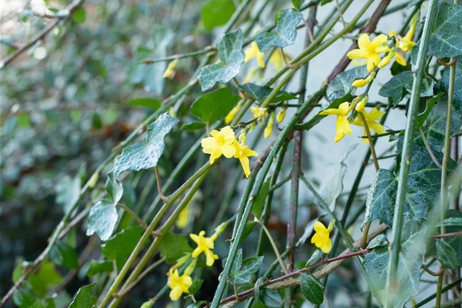 Echter Winter-Jasmin Topfgröße 2 Liter Vierecktopf / 3 Stäbe