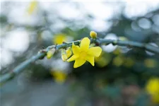 Echter Winter-Jasmin Topfgröße 2 Liter Vierecktopf / 3 Stäbe