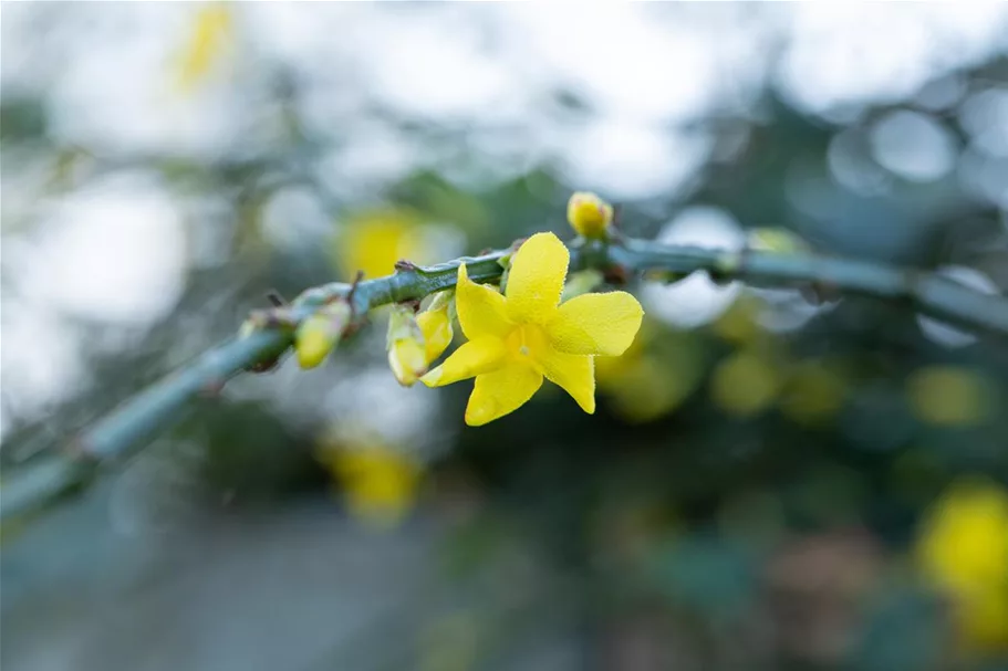 Echter Winter-Jasmin Topfgröße 2 Liter Vierecktopf / 3 Stäbe