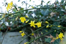 Echter Winter-Jasmin Topfgröße 2 Liter Vierecktopf / 3 Stäbe