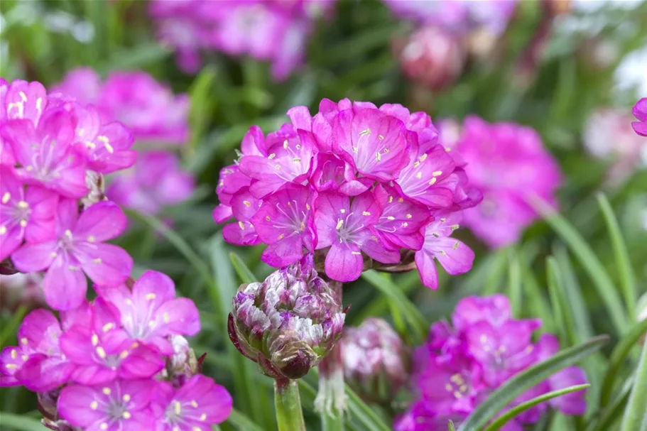 Garten-Grasnelke 'Splendens'