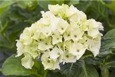 Gartenhortensie 'Magical Noblesse'® Topfgröße 5 Liter (ohne Blüten)