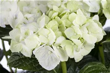 Gartenhortensie 'Magical Noblesse'® Topfgröße 5 Liter (ohne Blüten)