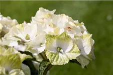 Gartenhortensie 'Magical Noblesse'® Topfgröße 5 Liter (ohne Blüten)