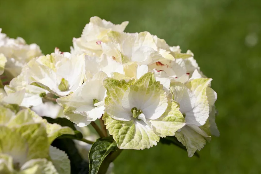 Gartenhortensie 'Magical Noblesse'® Topfgröße 5 Liter (ohne Blüten)