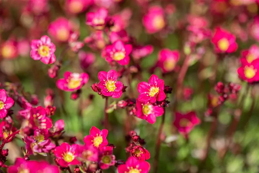 Garten-Moos-Steinbrech 'Peter Pan'