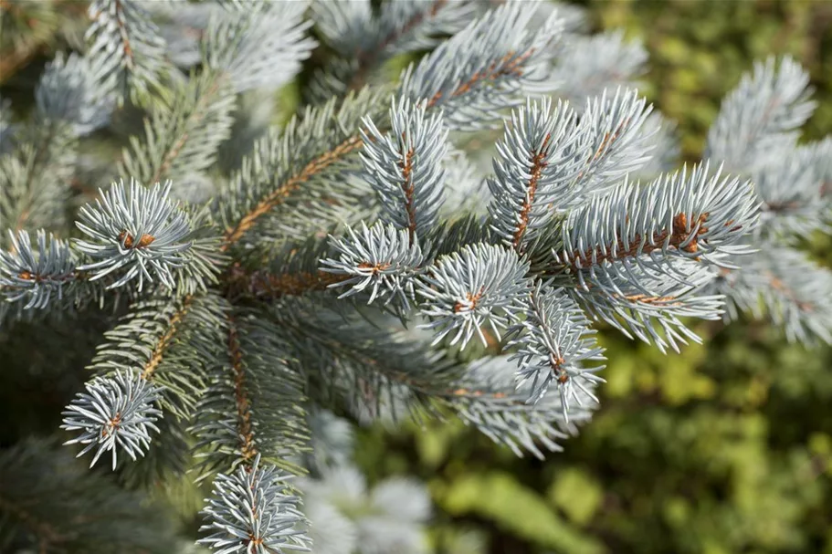 Blaufichte 'Blue Mountain' Container / Höhe 100-125cm