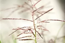 Garten-Chinaschilf 'Ferner Osten' Topfgröße 5 Liter