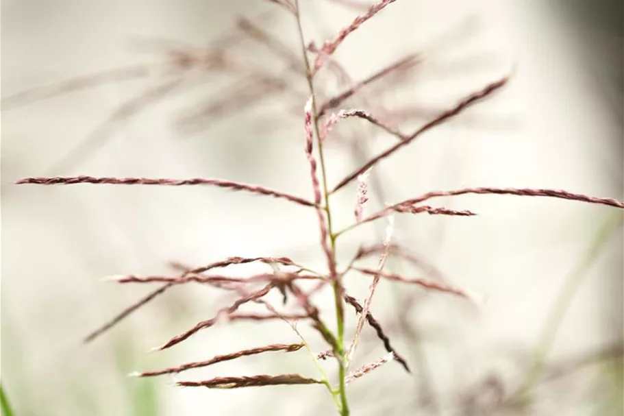 Garten-Chinaschilf 'Ferner Osten' Topfgröße 5 Liter