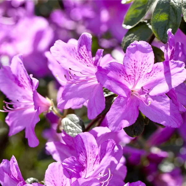 Japanische Azalee 'Feenstern'