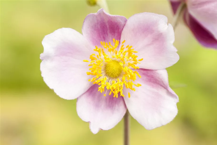 Herbst-Anemone 'Fall in Love Sweetly' 9 x 9 cm Topf 0,5 Liter 