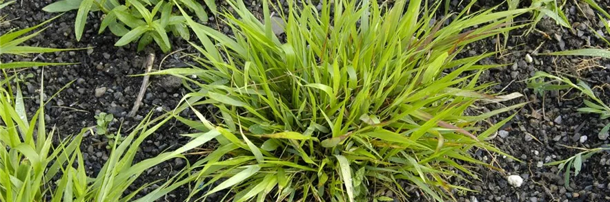 Hakonechloa macra