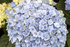 Hortensie 'Magical Revolution'® Topfgröße 5 Liter (knospig)