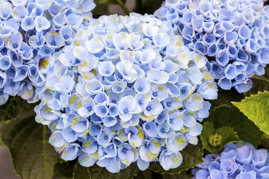 Hortensie 'Magical Revolution'® Topfgröße 5 Liter (knospig)