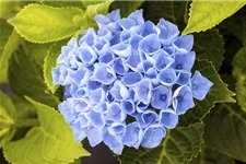 Hortensie 'Magical Revolution'® Topfgröße 5 Liter (knospig)