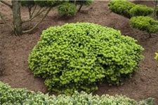 Abies koreana 'Brillant' C2,3 / 15-20