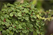 Cotoneaster dammeri 'Winterjuwel' Topfgröße 10 Liter, Stammhöhe 80cm, Höhe 90-120cm