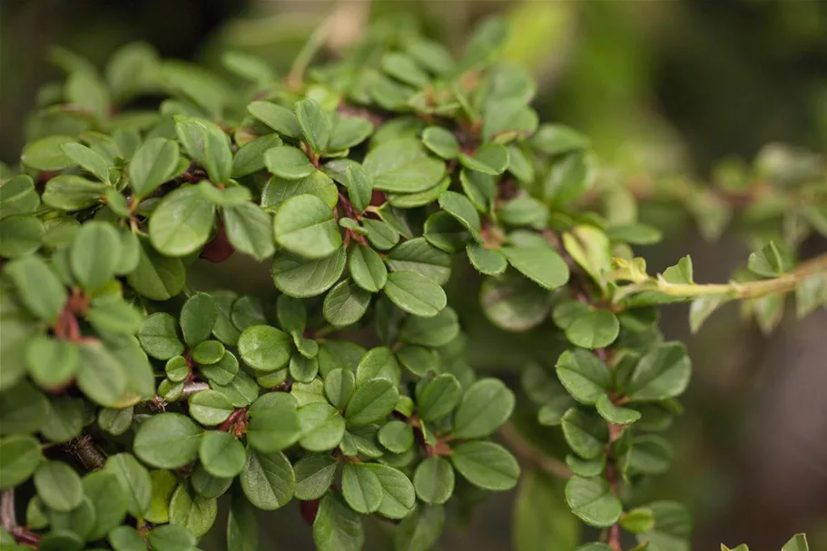 Cotoneaster dammeri 'Winterjuwel' Topfgröße 10 Liter, Stammhöhe 80cm, Höhe 90-120cm