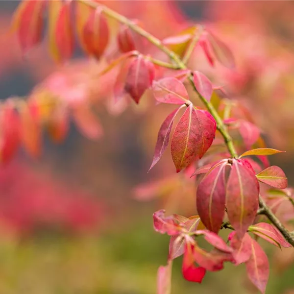 Kriechspindel 'Coloratus'