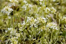 Kleine Garten-Gänsekresse 'Old Gold'