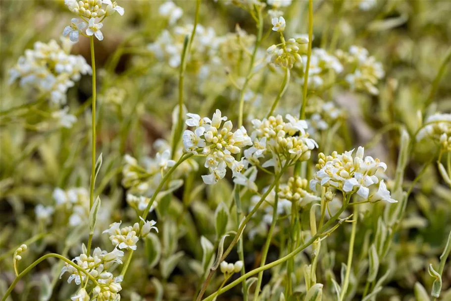 Kleine Garten-Gänsekresse 'Old Gold'