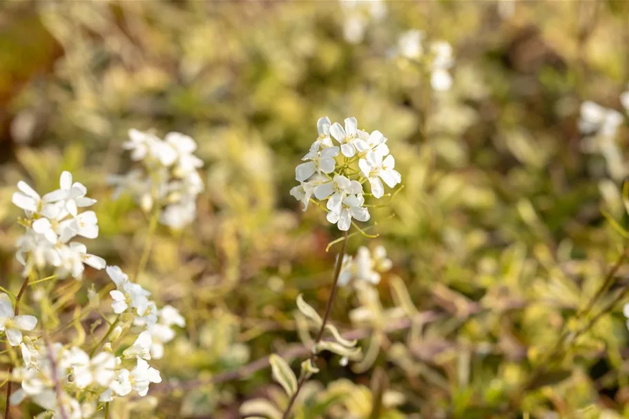 Kleine Garten-Gänsekresse 'Old Gold'