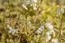 Kleine Garten-Gänsekresse 'Old Gold'