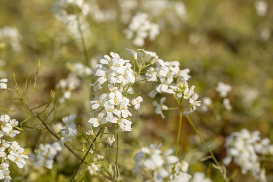 Kleine Garten-Gänsekresse 'Old Gold'