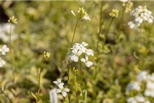 Kleine Garten-Gänsekresse 'Old Gold'