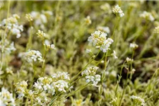 Kleine Garten-Gänsekresse 'Old Gold'