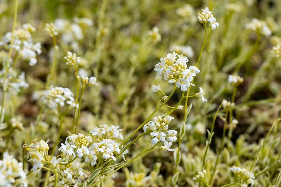 Kleine Garten-Gänsekresse 'Old Gold'