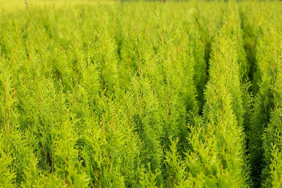 Lebensbaum 'Brabant' Topfgröße 1 Liter / Höhe 15-20cm