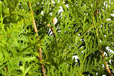 Lebensbaum 'Brabant' Topfgröße 1 Liter / Höhe 15-20cm