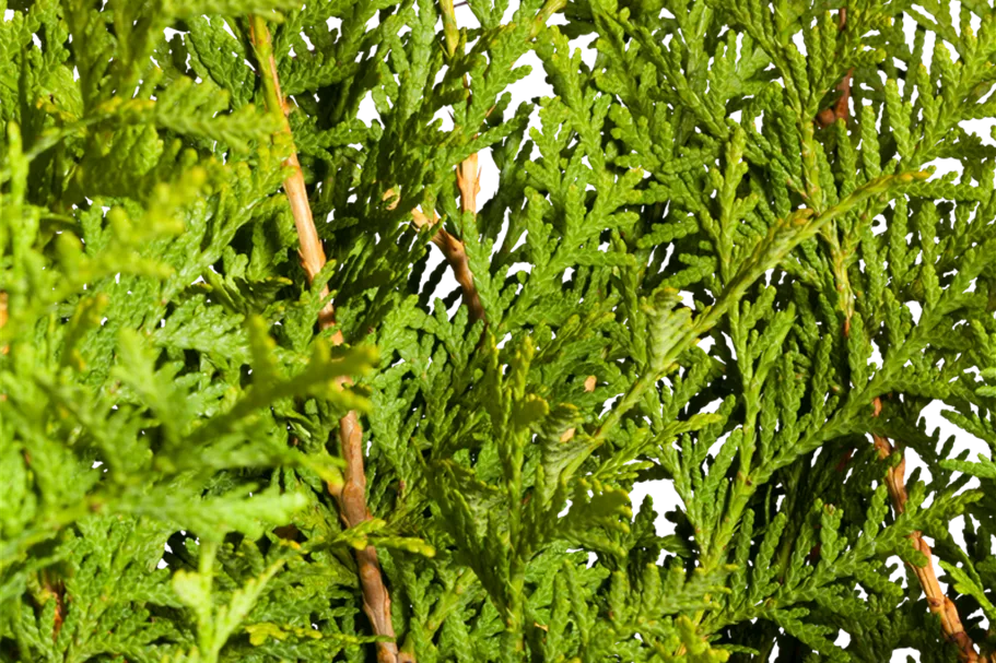 Lebensbaum 'Brabant' Topfgröße 1 Liter / Höhe 15-20cm