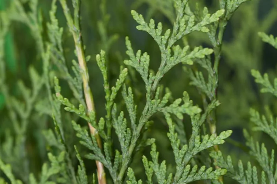 Lebensbaum 'Brabant' Topfgröße 1 Liter / Höhe 15-20cm