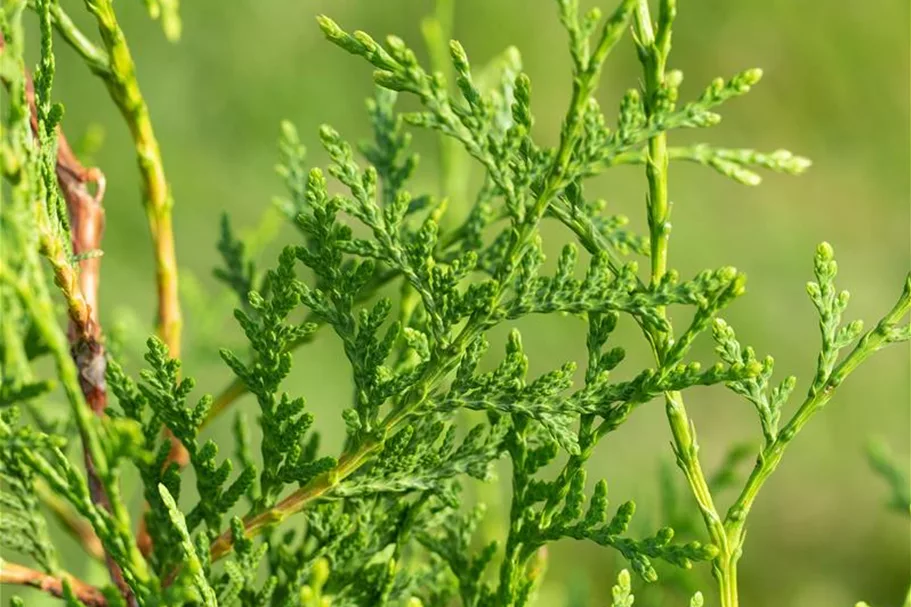 Lebensbaum 'Brabant' Topfgröße 1 Liter / Höhe 15-20cm