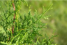 Lebensbaum 'Brabant' Topfgröße 1 Liter / Höhe 15-20cm