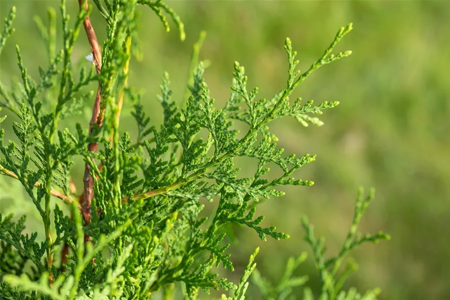 Lebensbaum 'Brabant' Topfgröße 1 Liter / Höhe 15-20cm