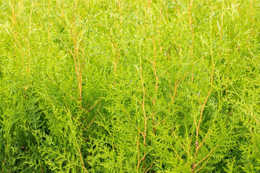 Lebensbaum 'Brabant' Topfgröße 1 Liter / Höhe 15-20cm